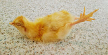 Load image into Gallery viewer, Day Old Chicks 10kg

